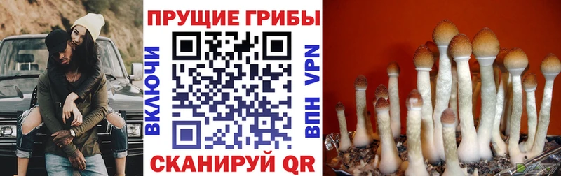 Псилоцибиновые грибы Psilocybe  Черноголовка 